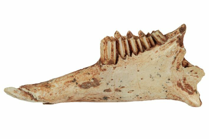 Fossil Rodent (Cricetodon?) Jaw - France #218462